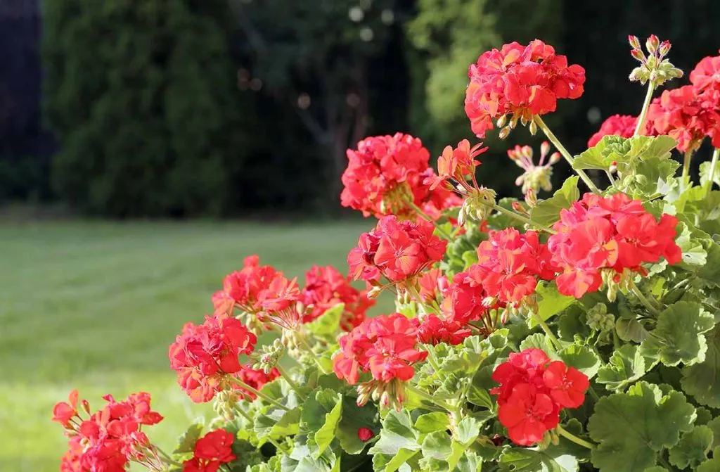Prepara tu jardín para el verano con estos consejos 2 Flores de jardín para verano