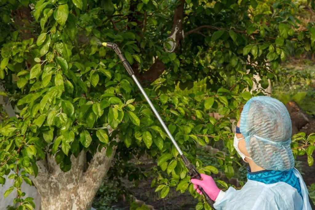 Cómo evitar, detectar y hacer frente a las plagas en tu jardín 2 Persona desinfectando plantas y árboles de jardín