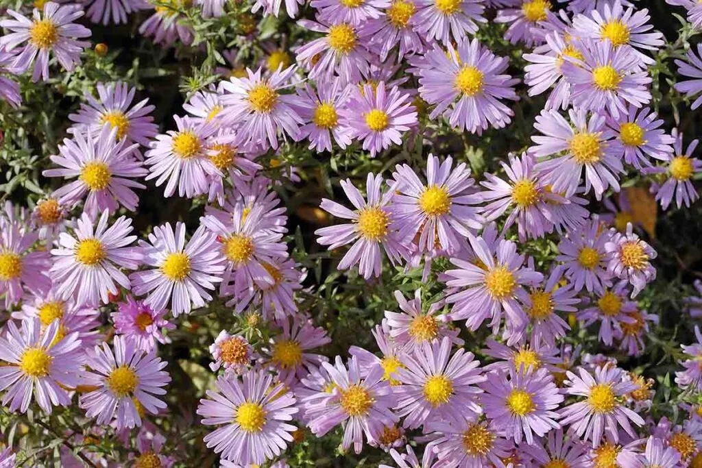 Plantas esenciales para el otoño en un jardín comunitario 3 Aster, una de las mejores plantas para un jardín comunitario en otoño