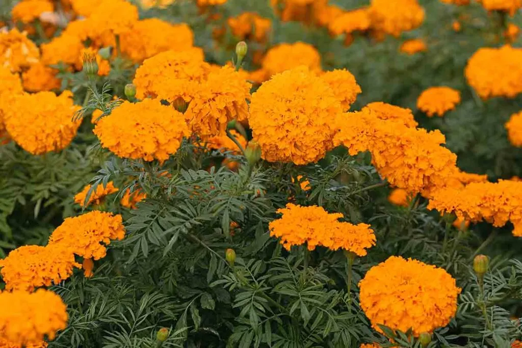 Plantas esenciales para el otoño en un jardín comunitario 5 Calendula, una de las mejores plantas para un jardín comunitario en otoño