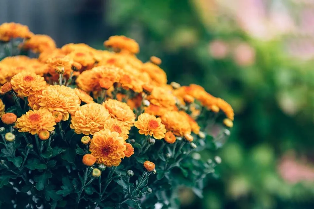 Plantas esenciales para el otoño en un jardín comunitario 2 Crisantemo, una de las mejores plantas para un jardín comunitario en otoño