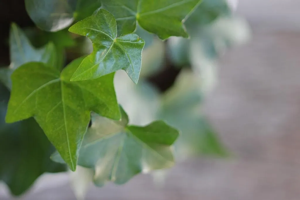 Plantas esenciales para el otoño en un jardín comunitario 6 Hiedra inglesa, una de las mejores plantas para un jardín comunitario en otoño
