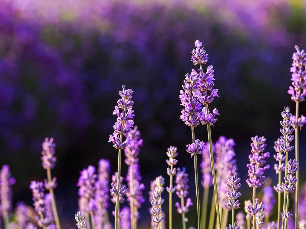 Plantas esenciales para el otoño en un jardín comunitario 4 Lavanda, una de las mejores plantas para un jardín comunitario en otoño