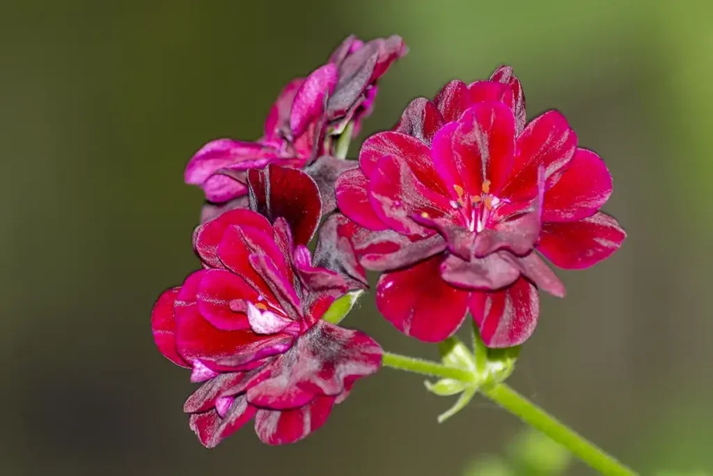 Las mejores plantas para un jardín en primavera 3 Geranios para el jardín en primavera
