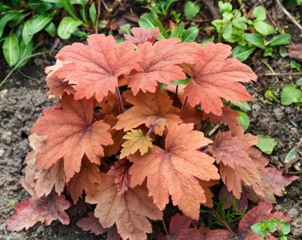 Las mejores plantas para un jardín en primavera 5 Heuchera para el jardín en primavera