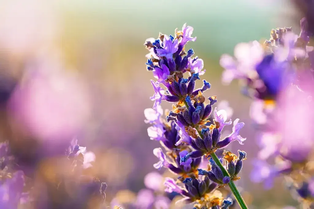 Las mejores plantas para un jardín en primavera 4 Lavanda para el jardín en primavera