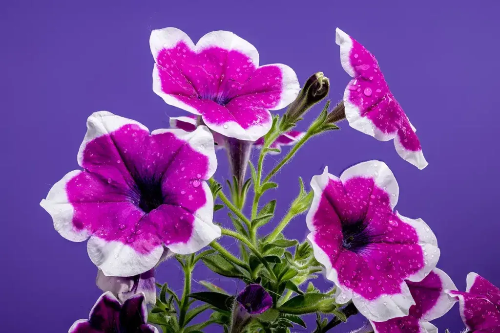 Las mejores plantas para un jardín en primavera 2 Petunia para el jardín en primavera