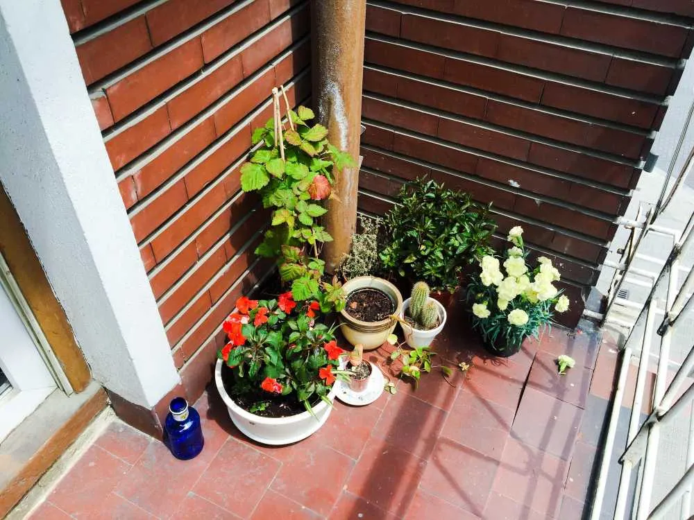 Claves y consejos para cuidar tu jardín según su tamaño 2 Cuidados para tu jardín pequeño