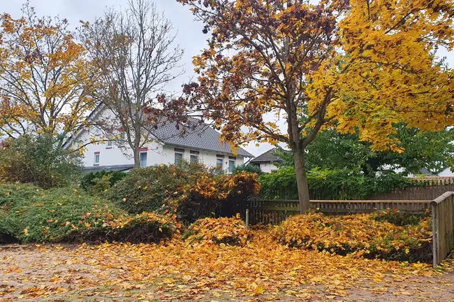 Tareas esenciales para cuidar el jardín durante el otoño